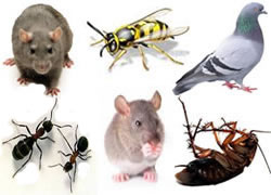 pest controllers for rats mice wasps flies pigeons pest birds ants insects cockroaches